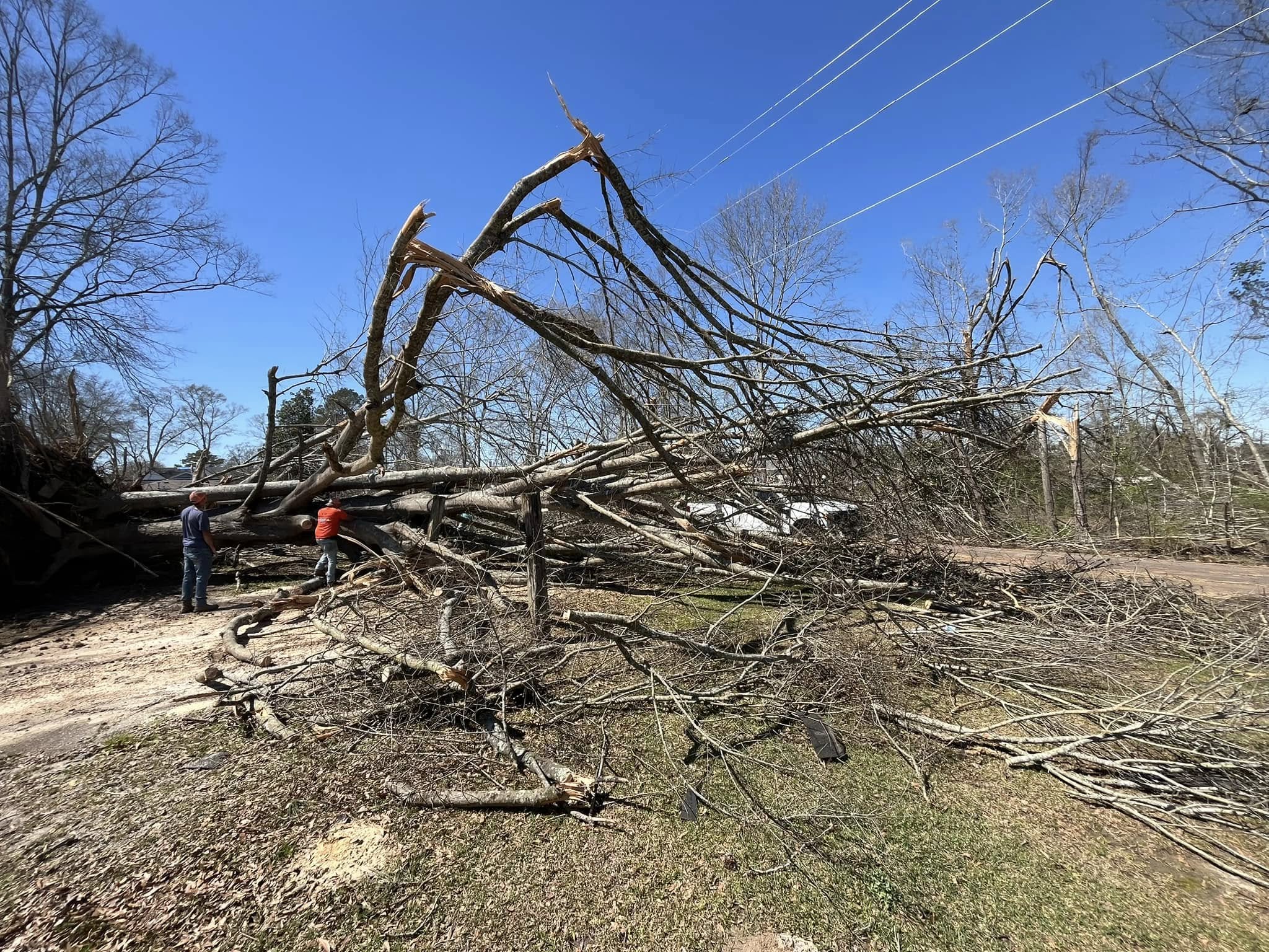 True South Tree Service & Outdoors LLC Arborist Services
